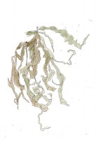 http://francesleeceramics.com/files/gimgs/th-42_scarborough seaweed 1-web.jpg